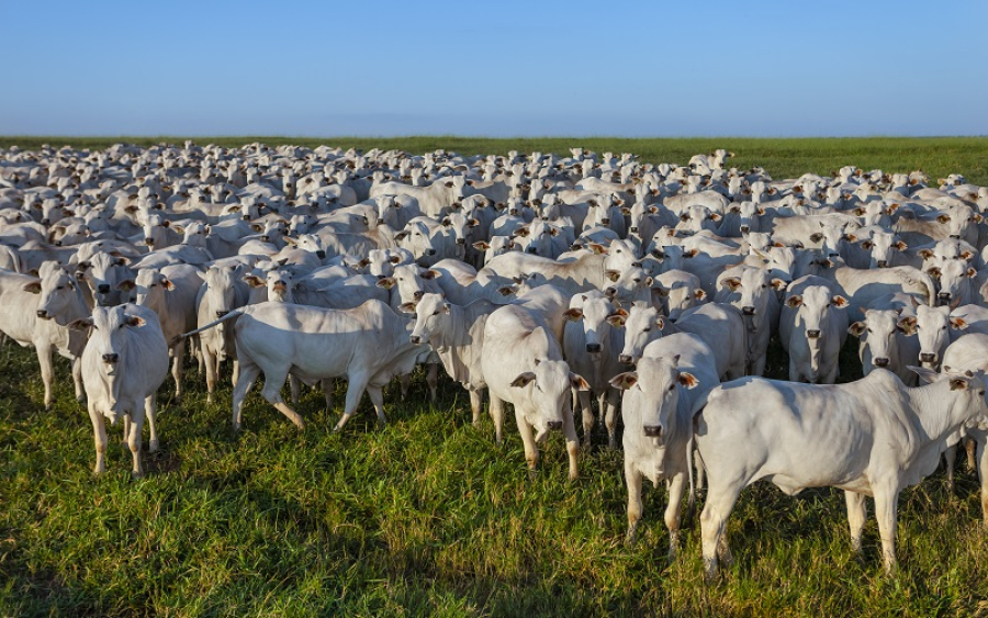 Boi gordo e vaca tem aumento no preço em Mato Grosso
