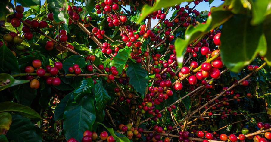 Clima e aumento do consumo devem manter preço do café em alta